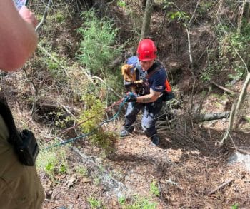 Miraculous Survival of Missing Dog Found Alive After Week Trapped in Deep Sinkhole