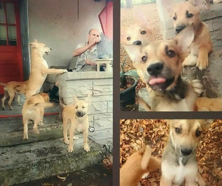 Rescue Organization Brings Hope and Healing to Six Dogs Left Behind After Heartbreaking Tragedy