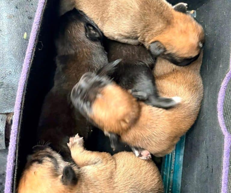 Rescue Organization Brings Hope and Healing to Six Dogs Left Behind After Heartbreaking Tragedy