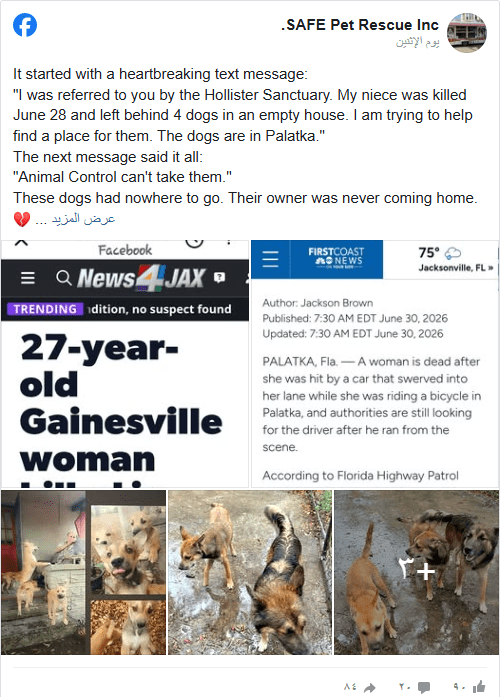 Rescue Organization Brings Hope and Healing to Six Dogs Left Behind After Heartbreaking Tragedy