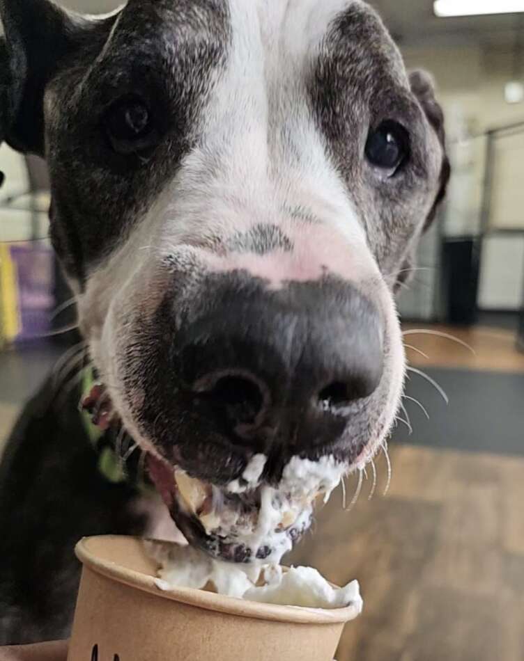 Senior Dog Abandoned with Heartfelt Note Finds Hope and New Beginnings in Syracuse