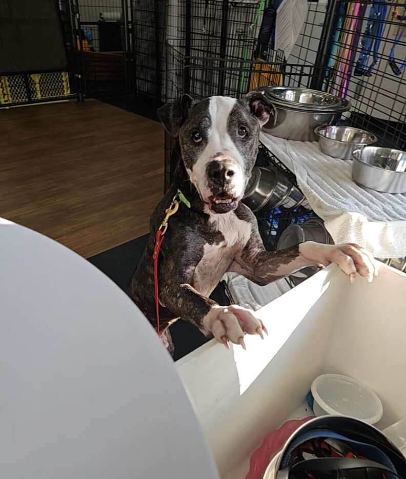 Senior Dog Abandoned with Heartfelt Note Finds Hope and New Beginnings in Syracuse