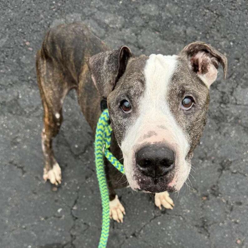Senior Dog Abandoned with Heartfelt Note Finds Hope and New Beginnings in Syracuse