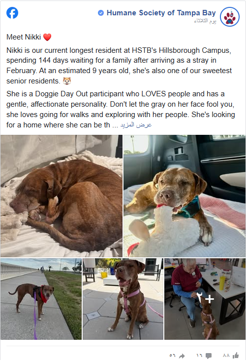 Senior Dog Nikki Waits 144 Days for a Loving Family to Embrace Her Unconditional Love