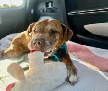 Senior Dog Nikki Waits 144 Days for a Loving Family to Embrace Her Unconditional Love