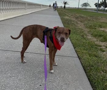 Senior Dog Nikki Waits 144 Days for a Loving Family to Embrace Her Unconditional Love
