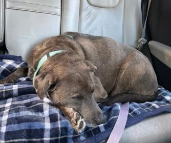 Skyler's Journey from Shelter Stress to Playful Companion Proves the Power of Foster Care for Dogs