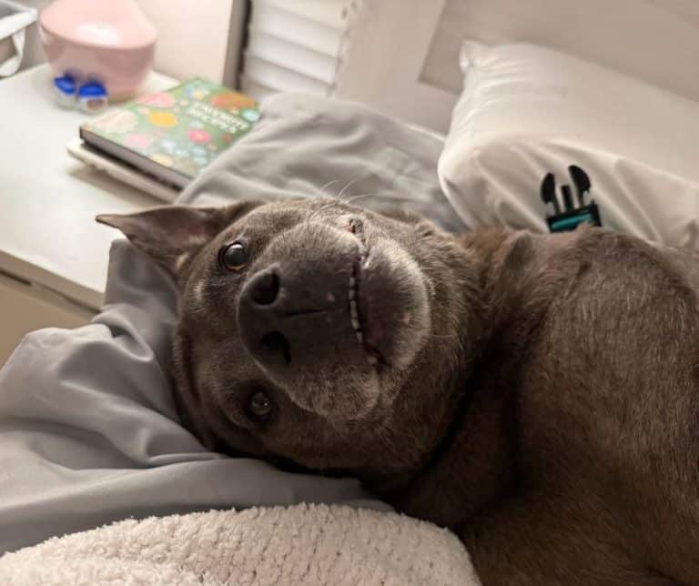 Skyler's Journey from Shelter Stress to Playful Companion Proves the Power of Foster Care for Dogs