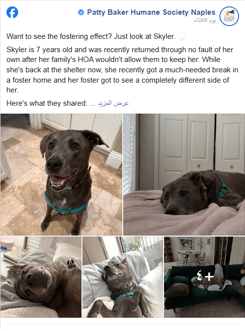 Skyler's Journey from Shelter Stress to Playful Companion Proves the Power of Foster Care for Dogs