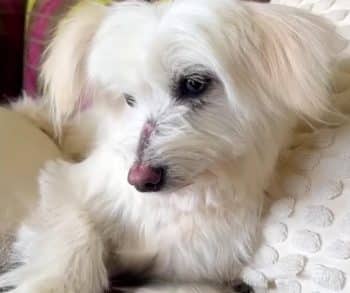 Sophie’s Inspiring Transformation from Neglect to Joyful Companion Highlights the Power of Compassion and Care