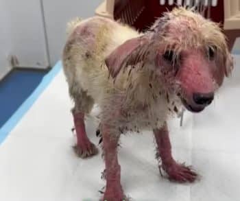 Sophie’s Inspiring Transformation from Neglect to Joyful Companion Highlights the Power of Compassion and Care