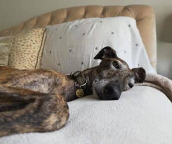 The Heartwarming Journey of a Forgotten Dog Who Found His Forever Home After Waiting Alone at a Train Station