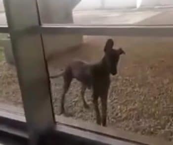 The Heartwarming Journey of a Forgotten Dog Who Found His Forever Home After Waiting Alone at a Train Station