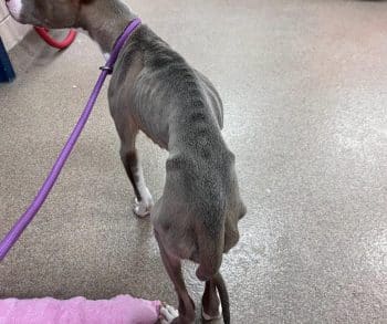 Two Severely Neglected Dogs Overcome Suffering Through the Unwavering Kindness of Their Community