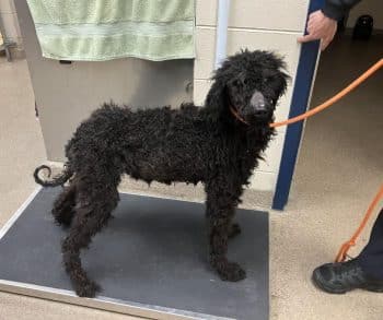 Two Severely Neglected Dogs Overcome Suffering Through the Unwavering Kindness of Their Community